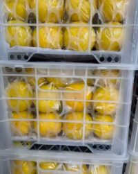 Fresh Fruit Export-Citrus&Kiwifruit